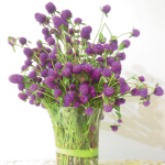 Flores