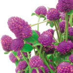 Acercamiento a las flores