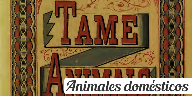 Animales domésticos